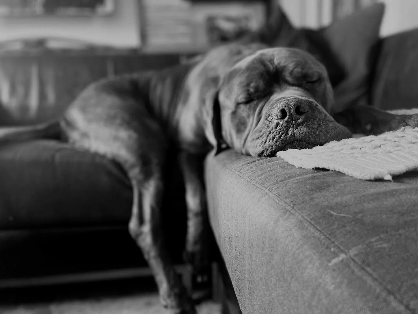RAINY SUNDAYS 

No heading north for a country walk today, rather - chilling on the couch with a backdrop of rain. 

🐾🤎

#rainysundays #quietthemind #couching #hugotheneomastiff #justthis