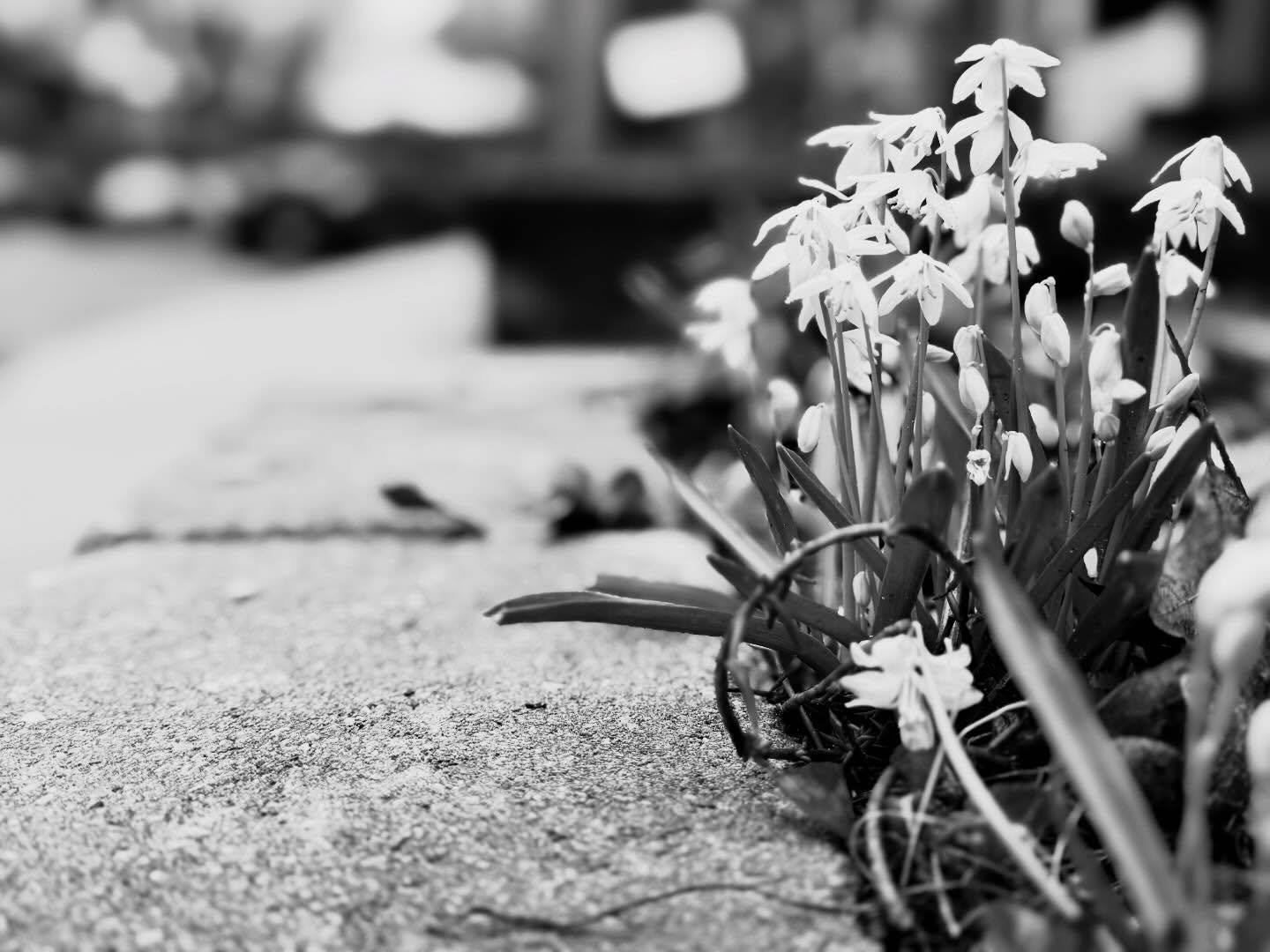 First Signs of Spring 💚

#afterthefreeze 
#soundofspring 
#petalsandpages 
#afterthefreeze 
#songwriterslife
