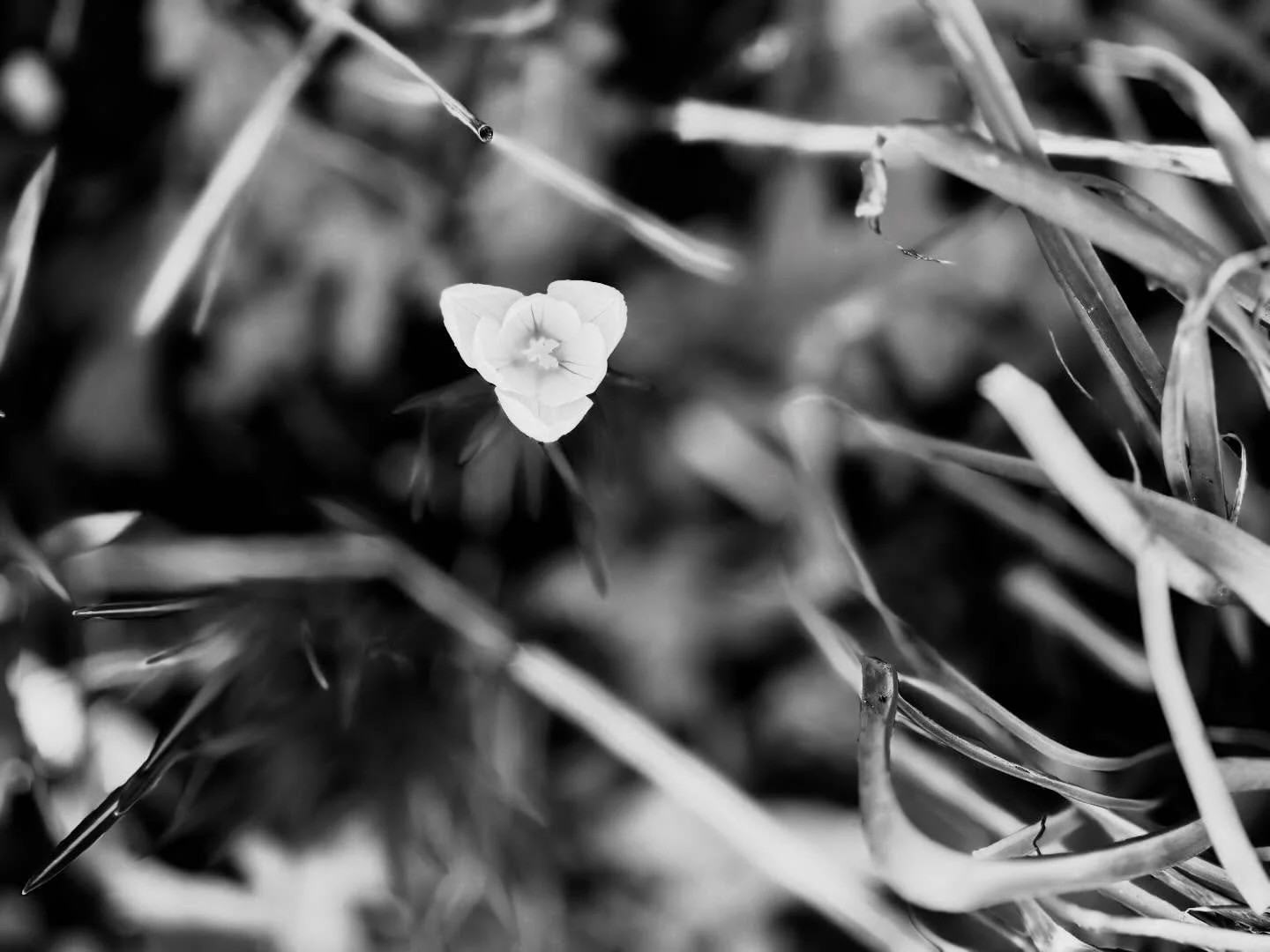 First Signs Of Spring 

#changingthelandscape 
#bloombybloom 
#makingroomforspring 
#newlife 
#followthesun