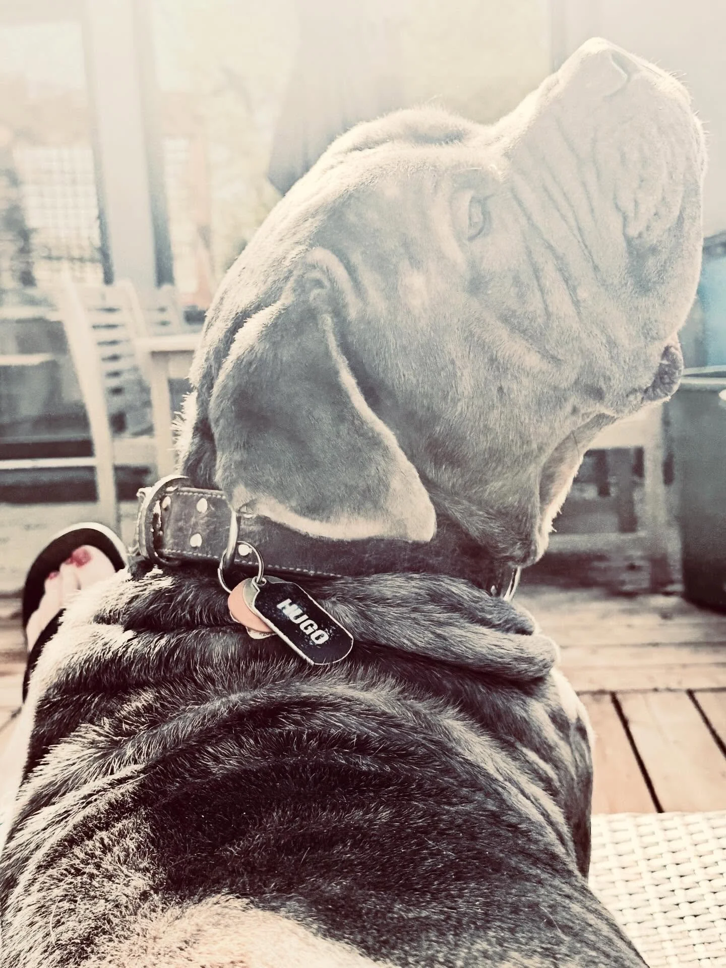 Me &amp; Hugo
Taking a break - sharing a chaise - catching some rays. 🐾🤎

#sunshine #springlight #hugotheneomastiff #springishere #meandmydog
