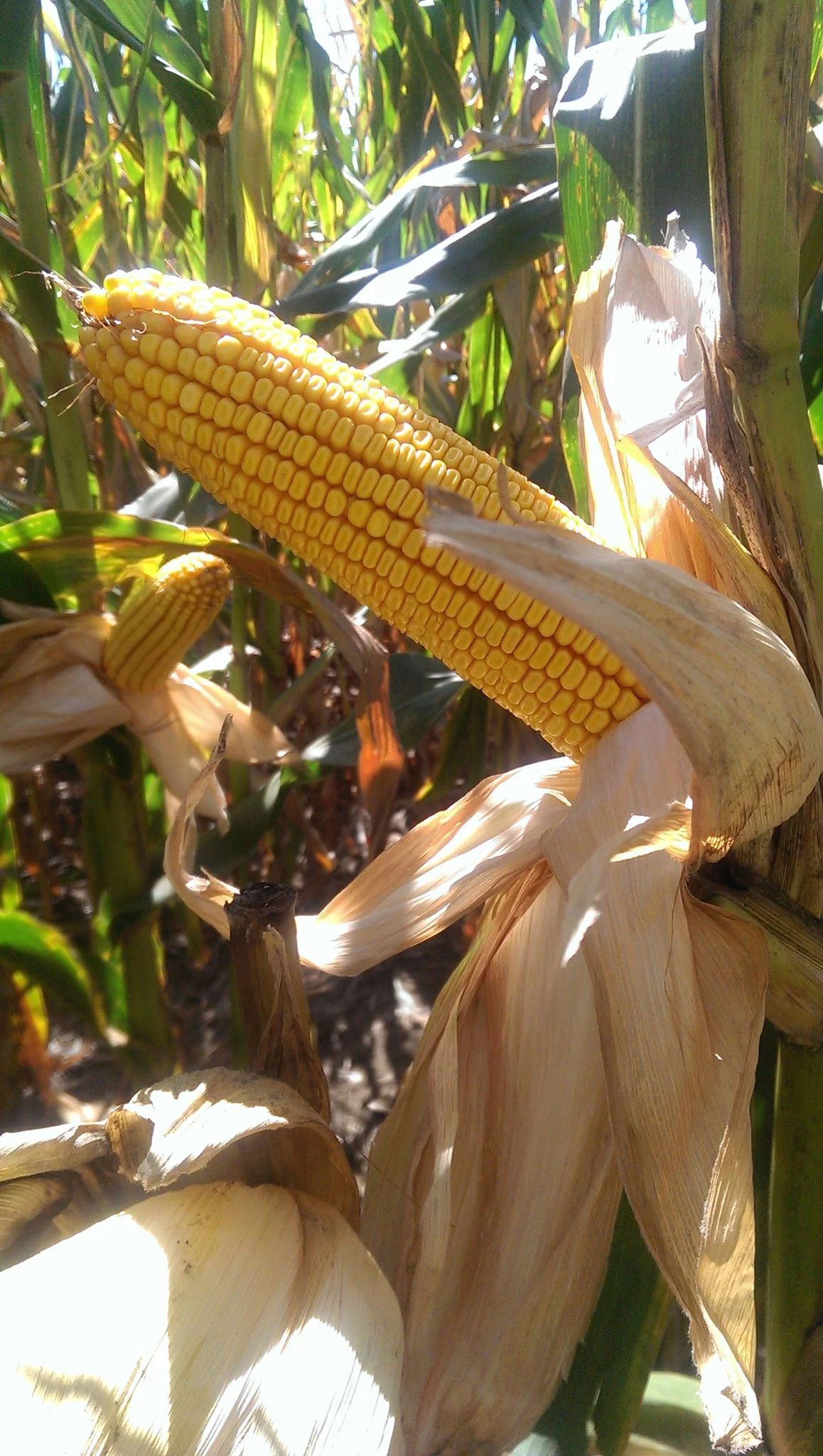 Pre- Harvest Plot Tours: 2015
