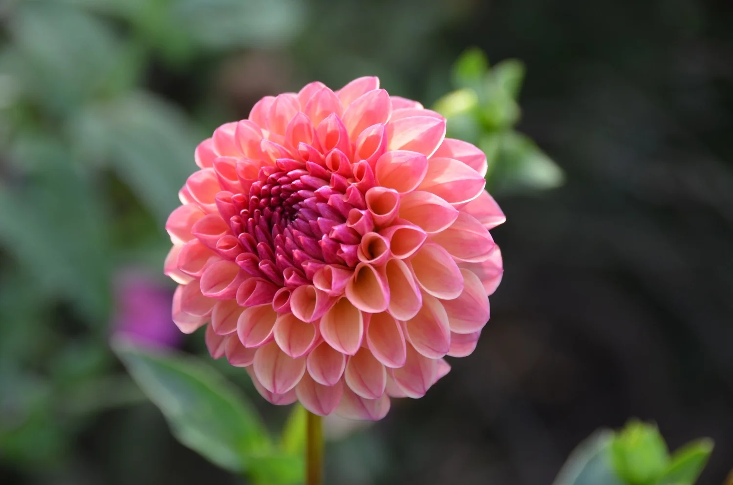 Nightmares and Night Terrors