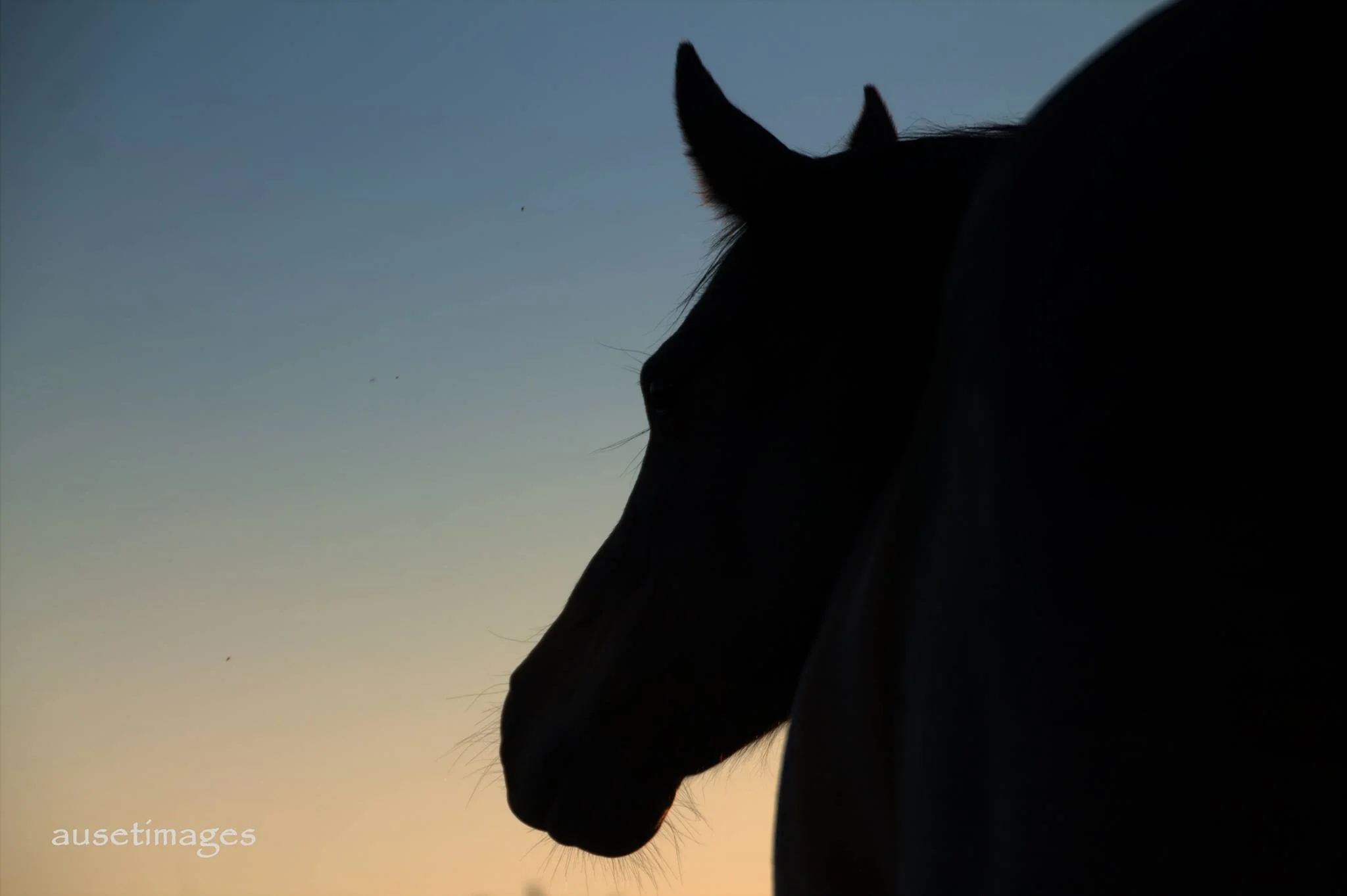 Fred 2013 at sunset.jpeg