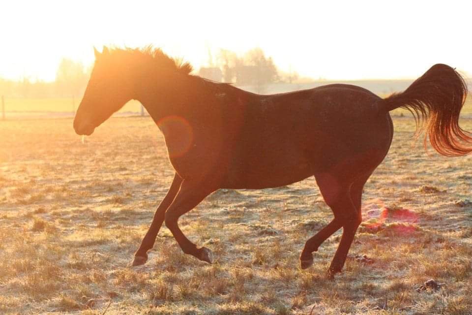 The Year of the Fire Horse