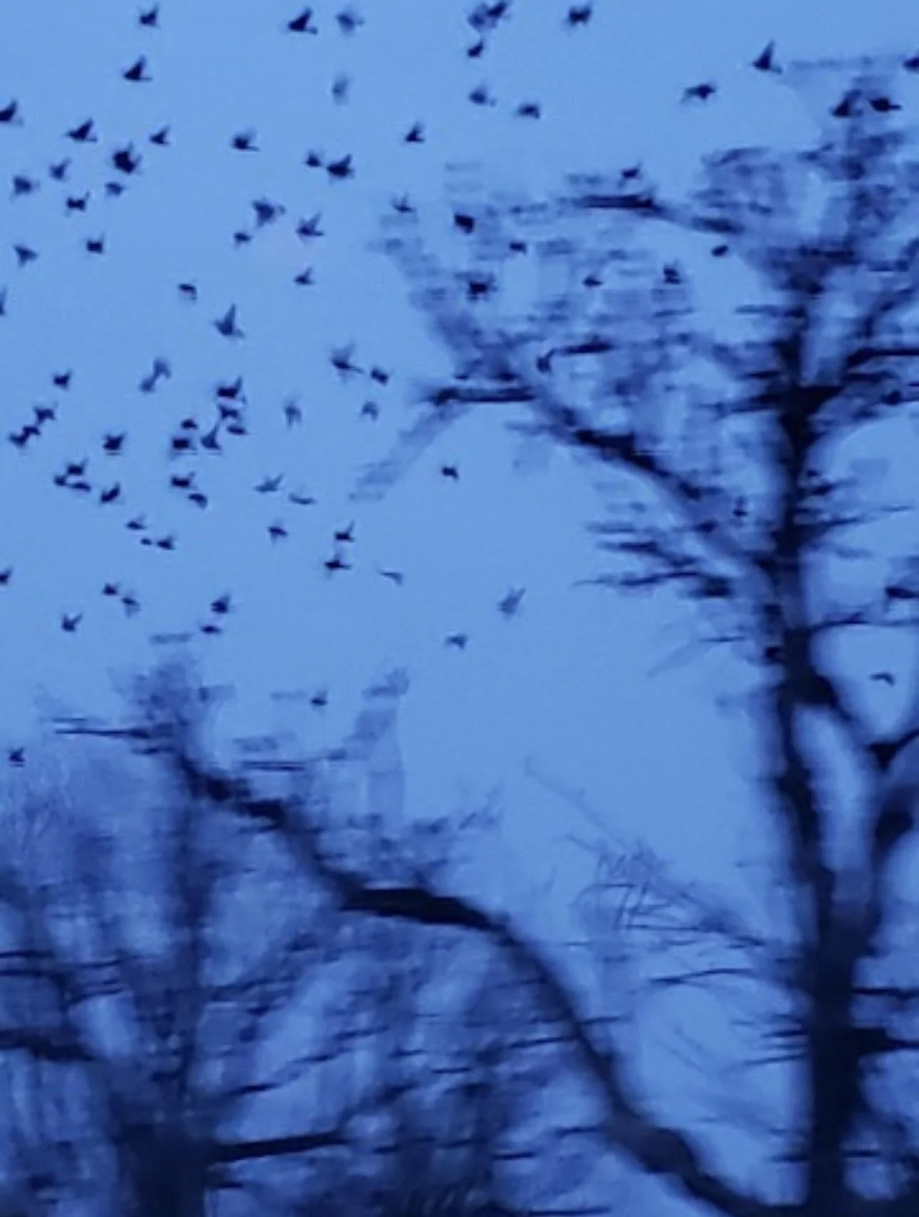 The Healing Power of Nature