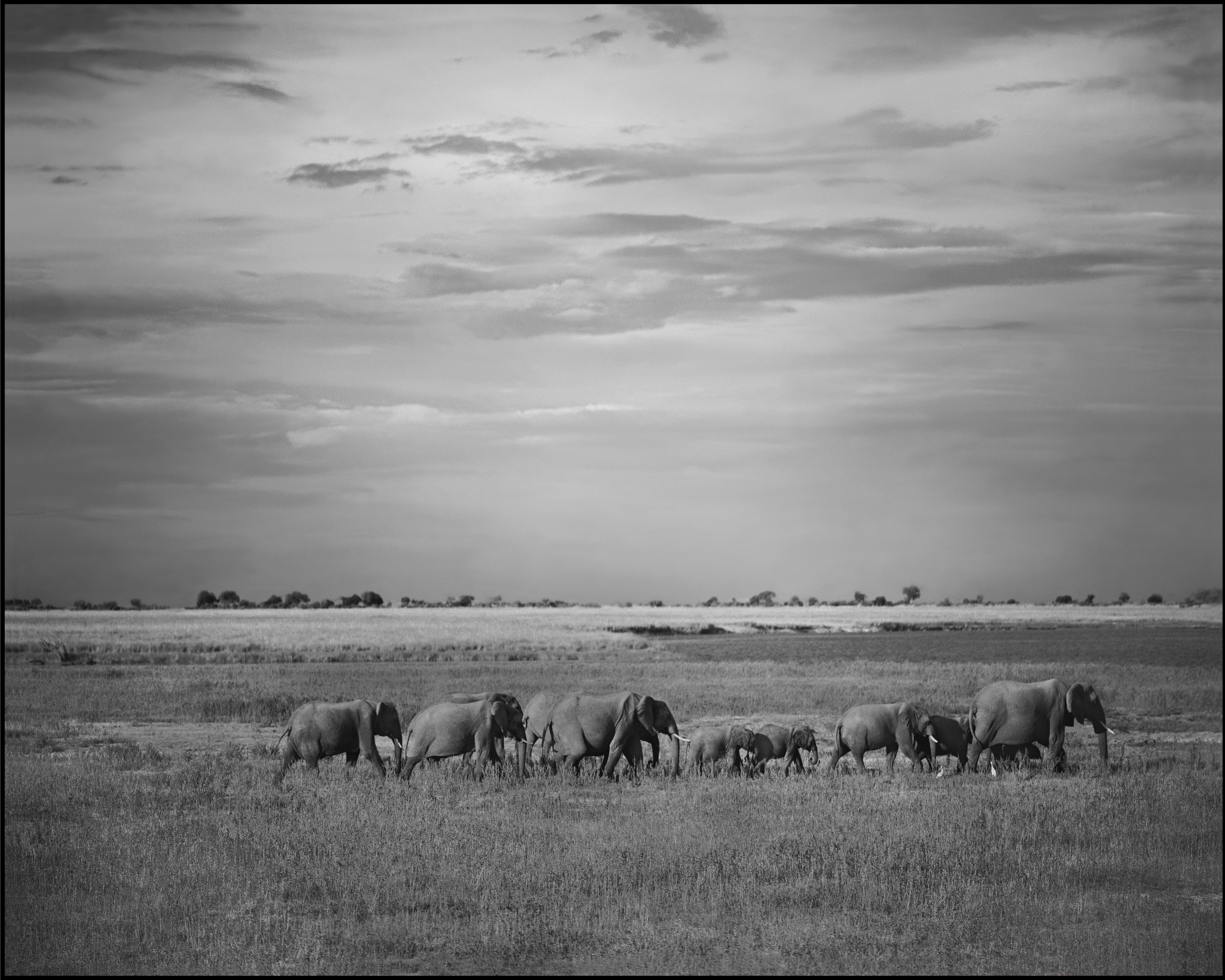 chobe herd finalw-border.jpg