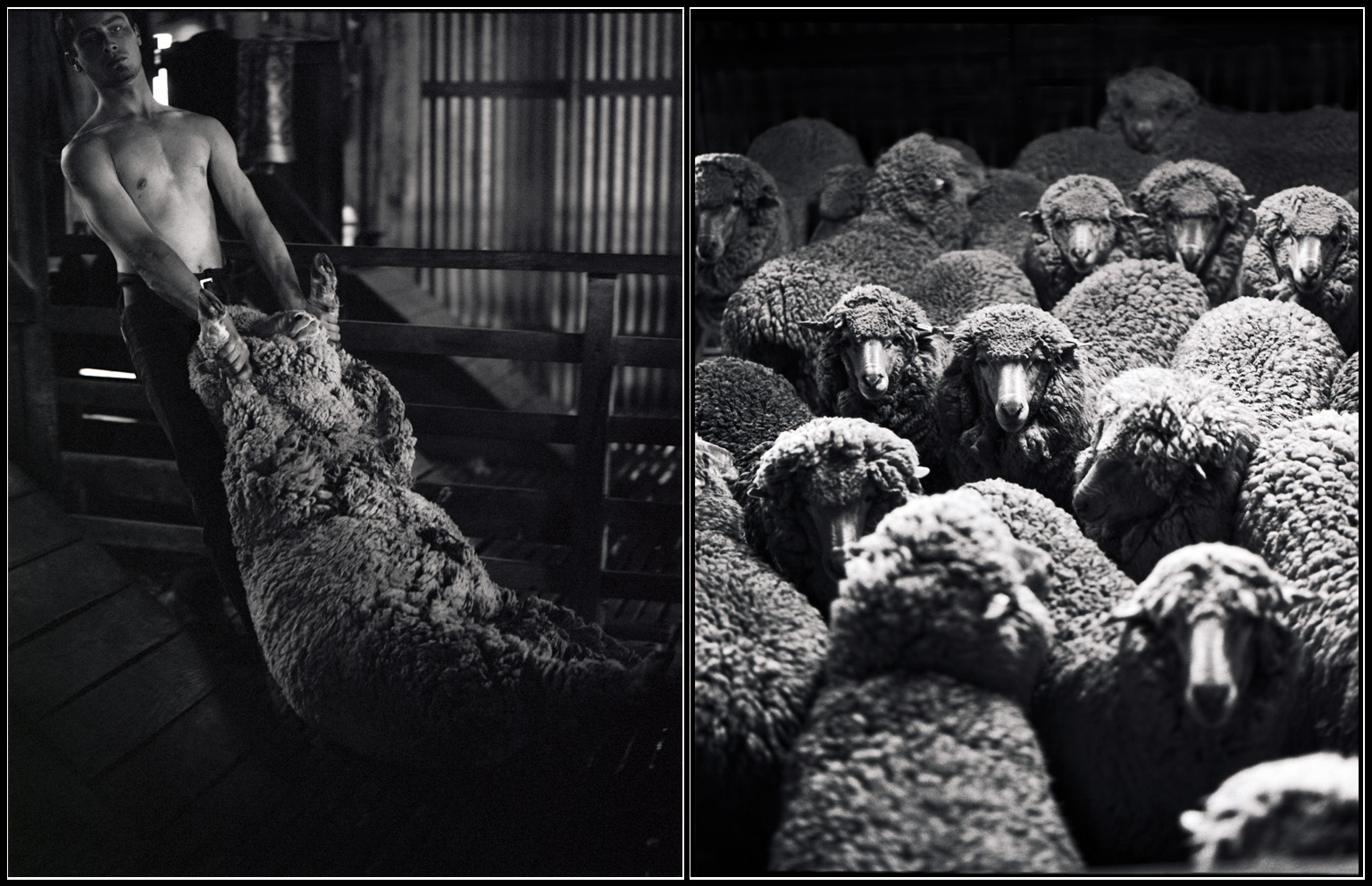sheepshearing.jpg