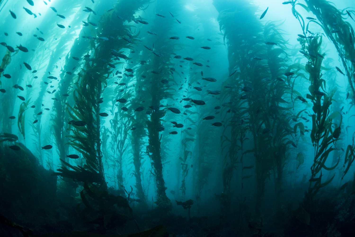 California Kelp Siloutte Far.jpg