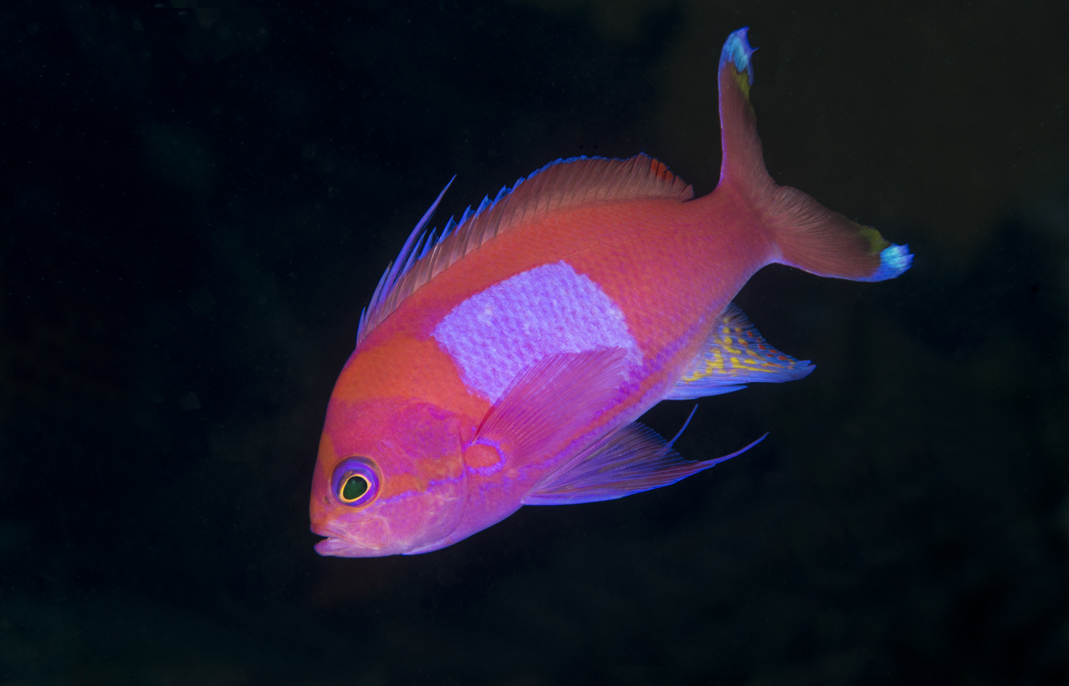 Square Spot Anthea Male (Pseudanthia pleurotaenia).jpg