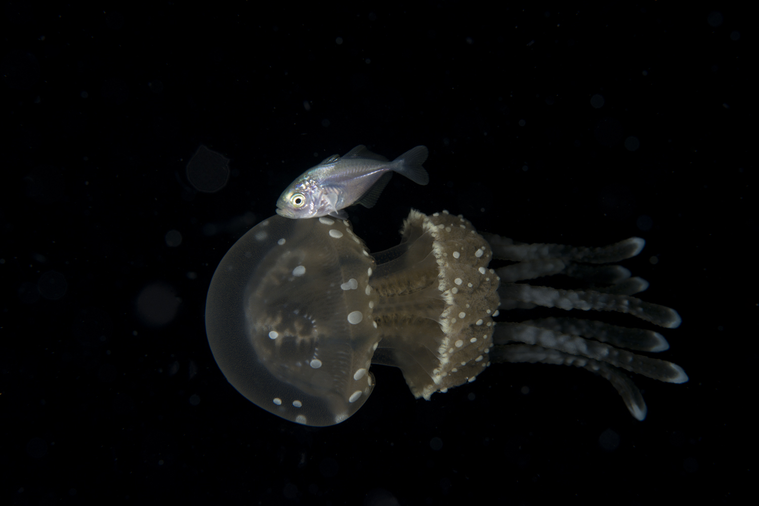 Juvenile Fish Ridding A Jellyfish.jpg