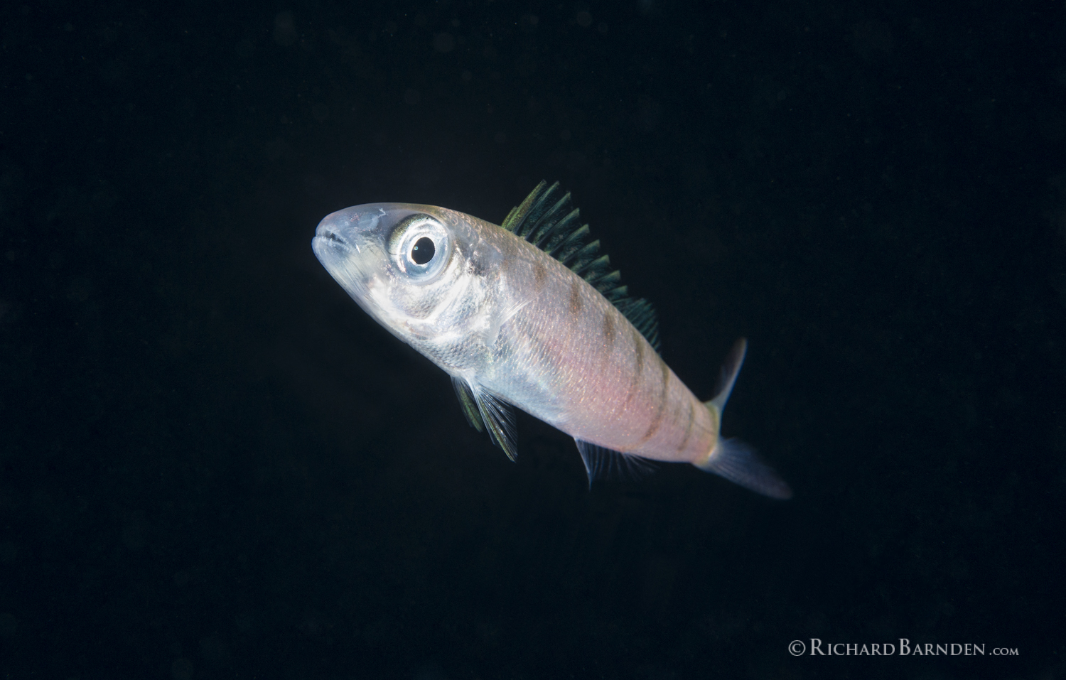 Green Jobfish (Aprion virescens) Post Larval_.jpg