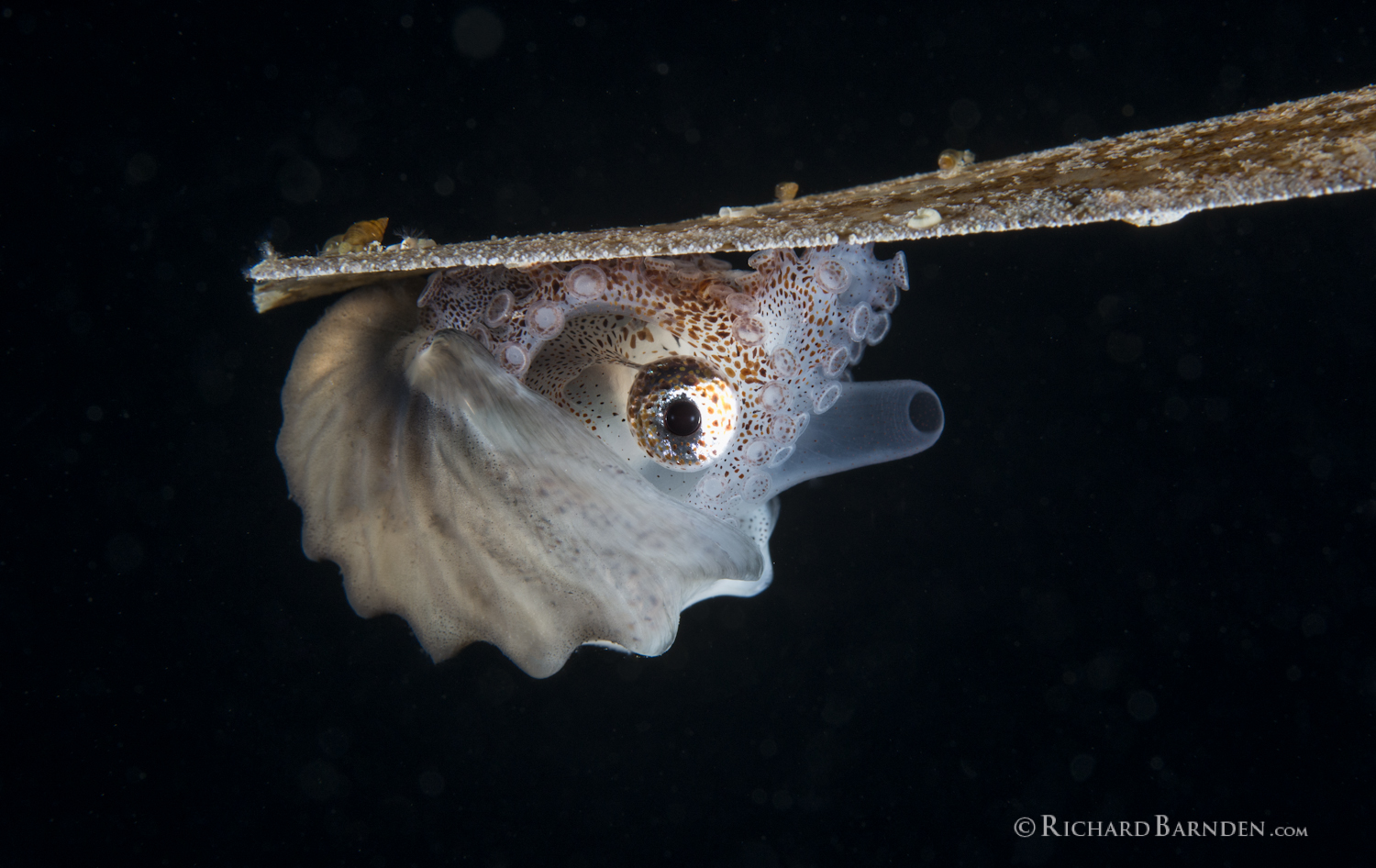 Paper Nautilus (Argonautus sp.).jpg