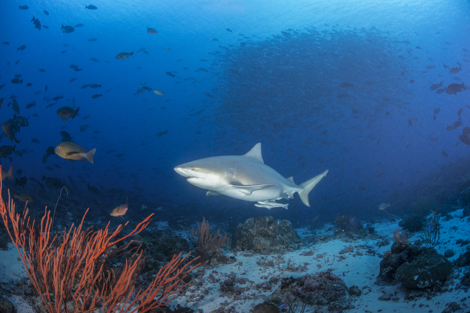 Bullshark Up Sandy Channel.jpg