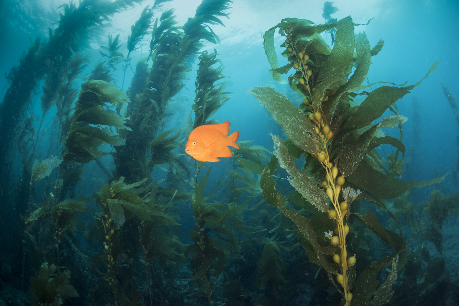 Garibaldi damselfish Kelp Far Shot (Hypsypops rubicundus).jpg