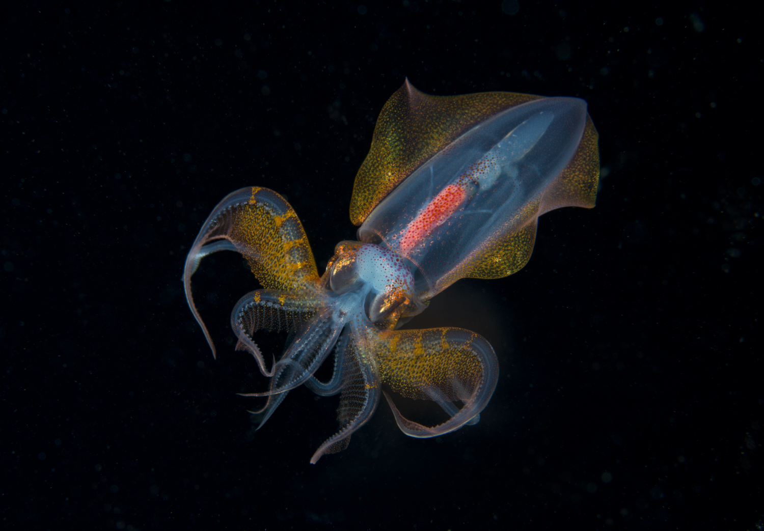 Unknown Squid Defense Mode.jpg