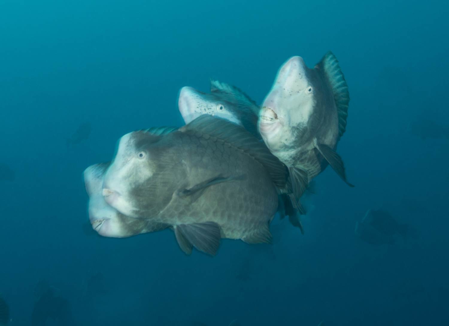 Bumphead Parrotfish (Bolbometepon muricatum)Joing Heads Together To Mate.jpg