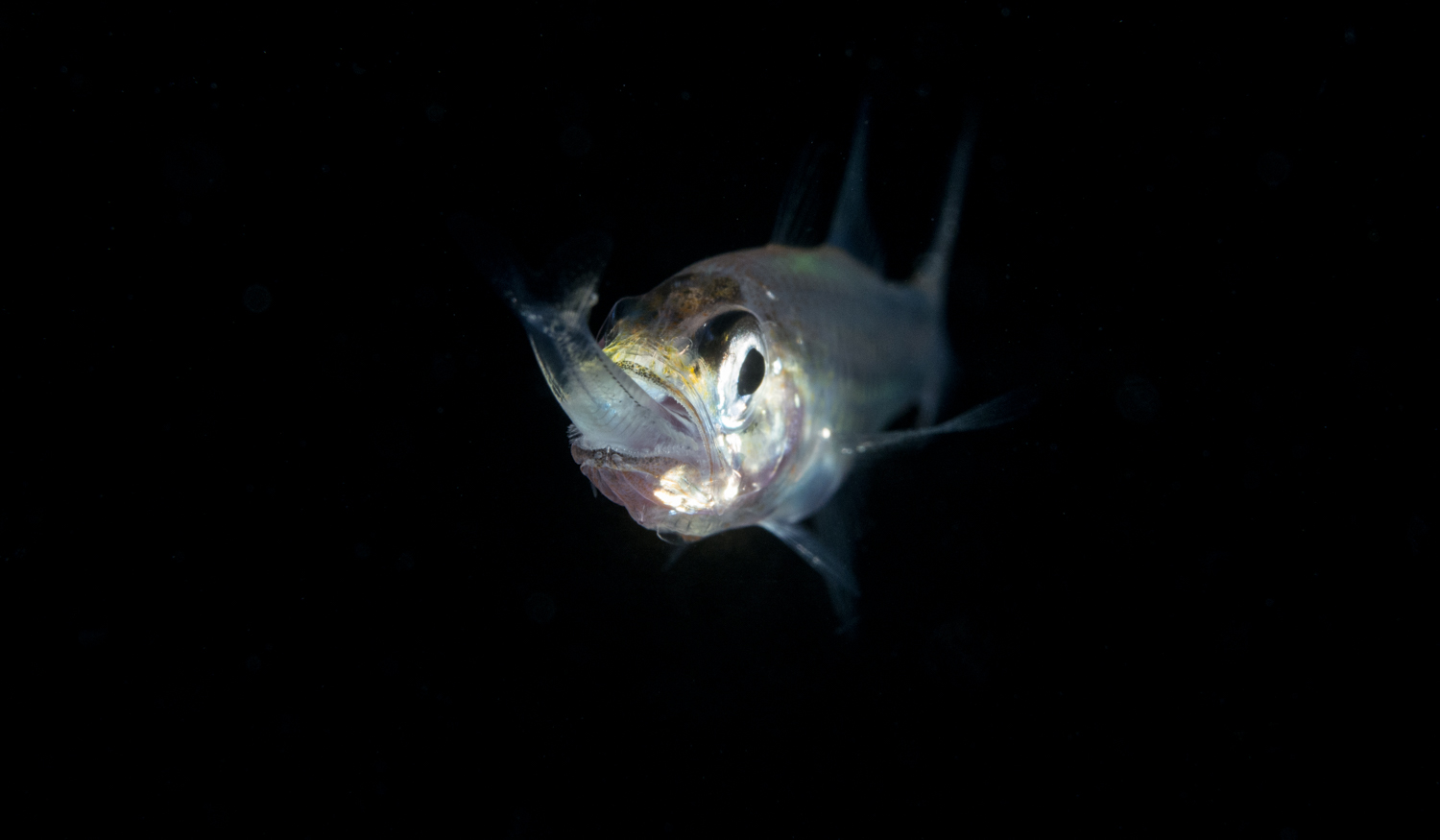 Cardinalfish Hunting Lantern Fish.jpg
