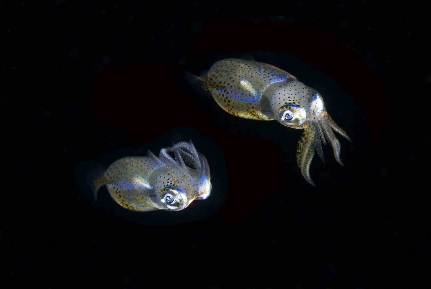 Pygmy Squid Profile.jpg