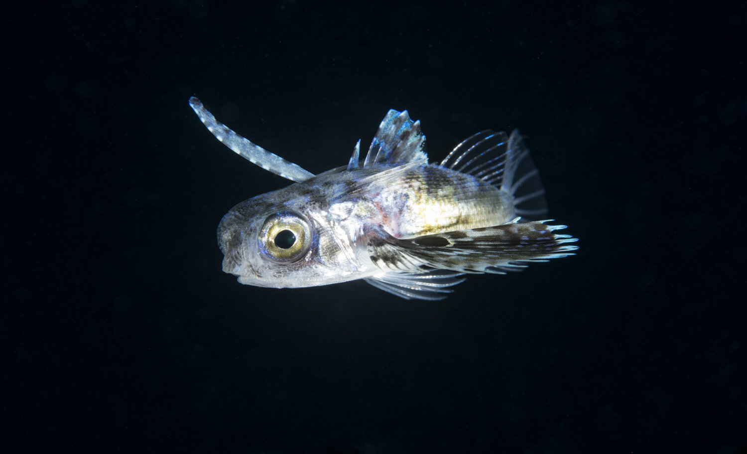 Flying Gurnard (Dactylopterus) Side View.jpg