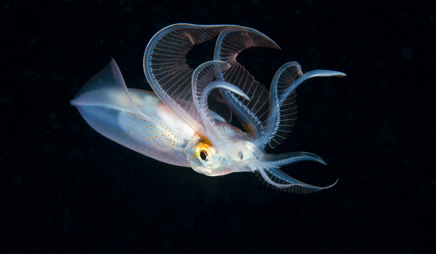 Unknown Squid Hunting.jpg