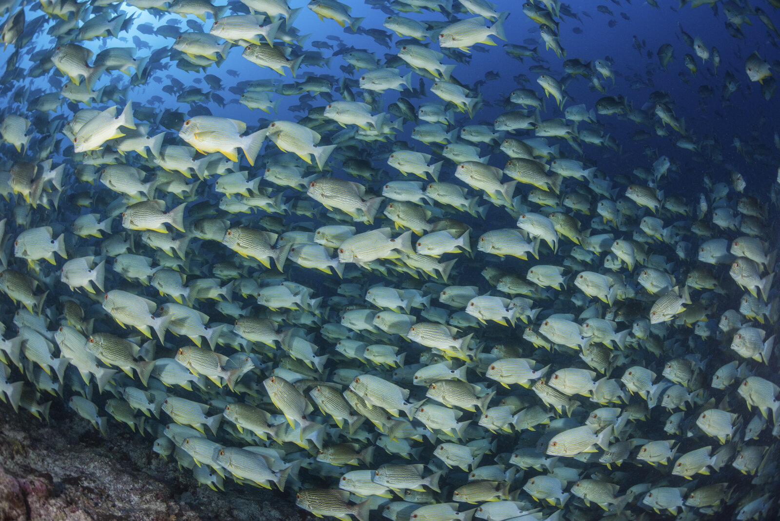 Blue LIned Sea Bream Aggregation at Spawning Site.jpg