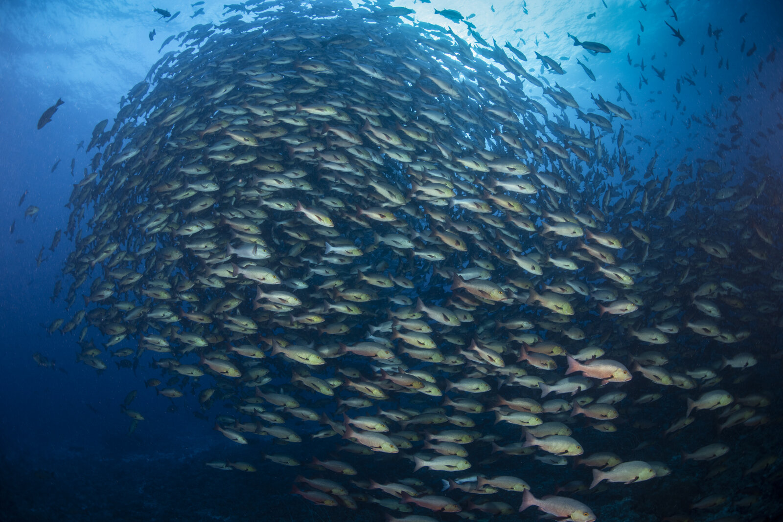 Twin Sot Snapper Aggregation in Palau.jpg