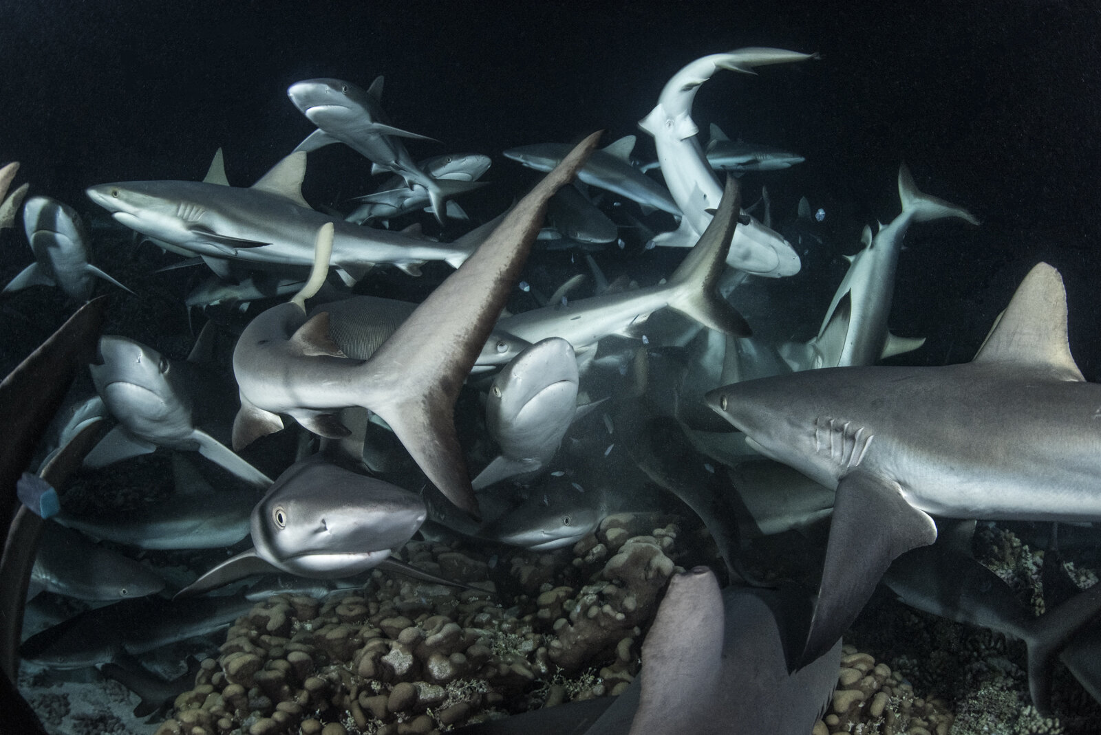 Grey Reef sharks hunting in Fakarav South Pass.jpg