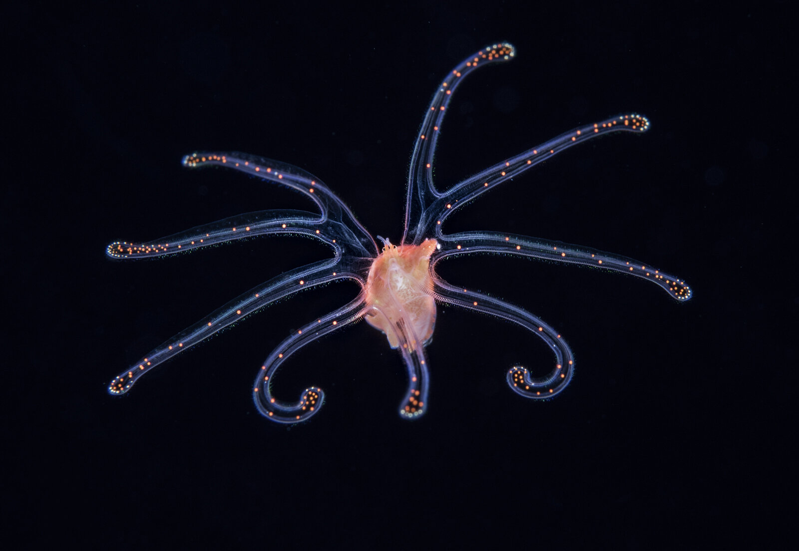 Planktonic Veliger Larva of a benthic snail Feeding.jpg