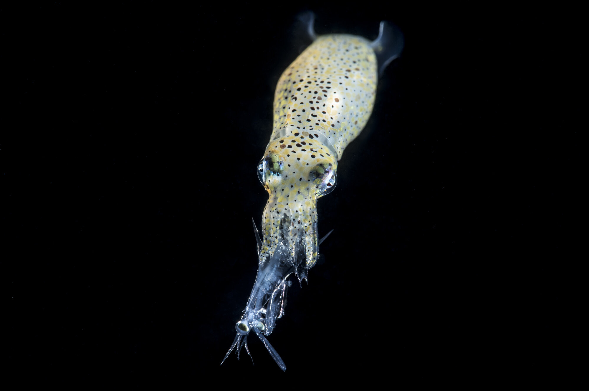 Squid with Stromatapod.jpg