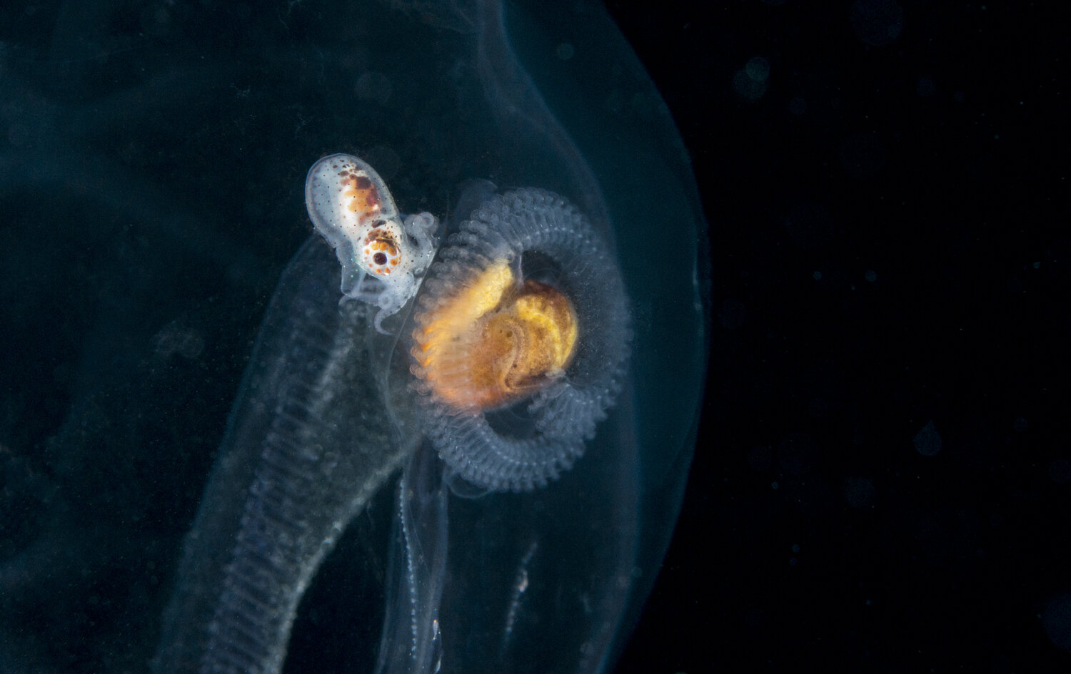Bobtail Squid Inside Jellyfish.jpg