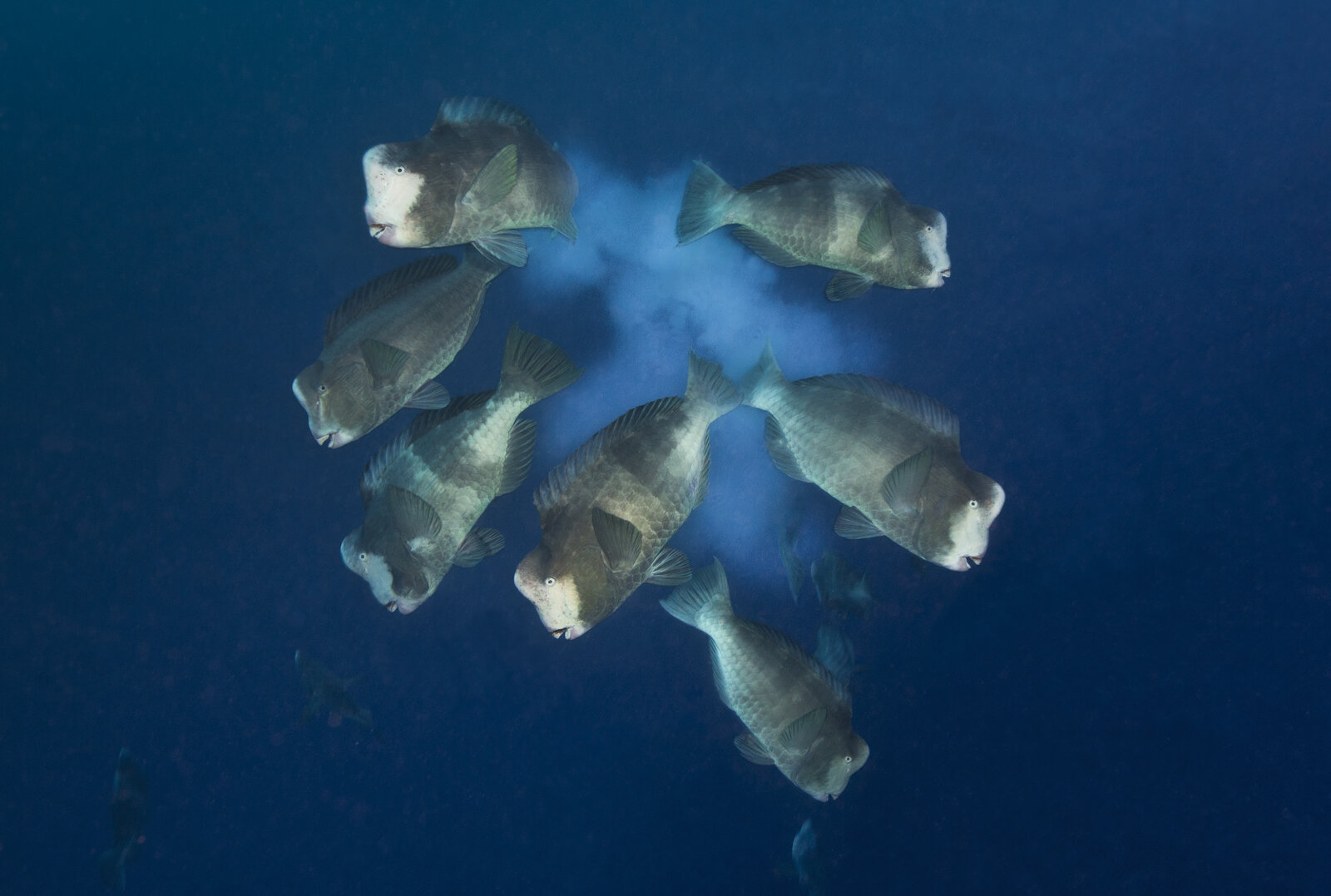 Bumphead Parrotfish Spawning in Palau.jpg