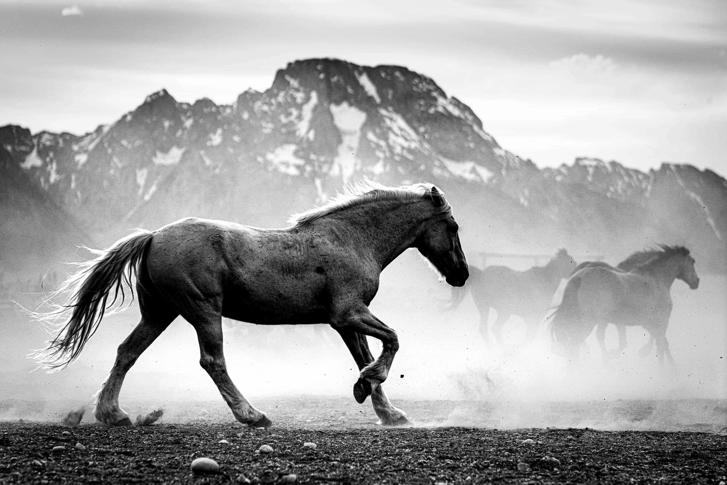 the-herd-teton-horses.jpg