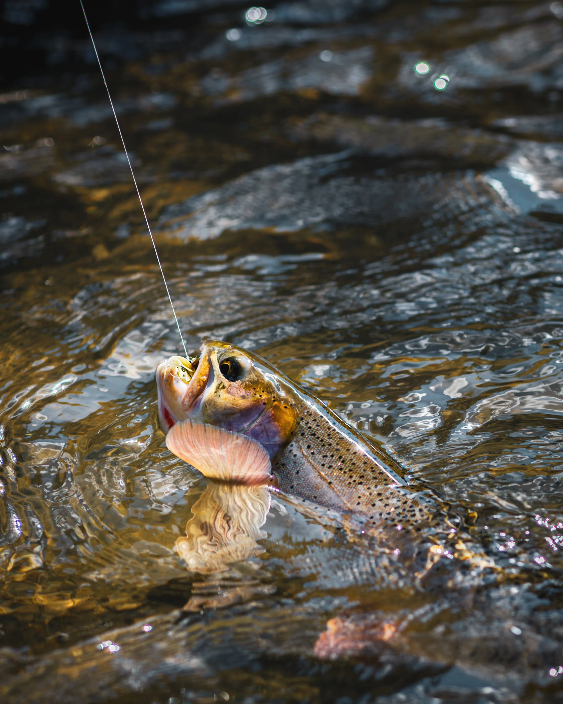 FISHHH-4.jpg