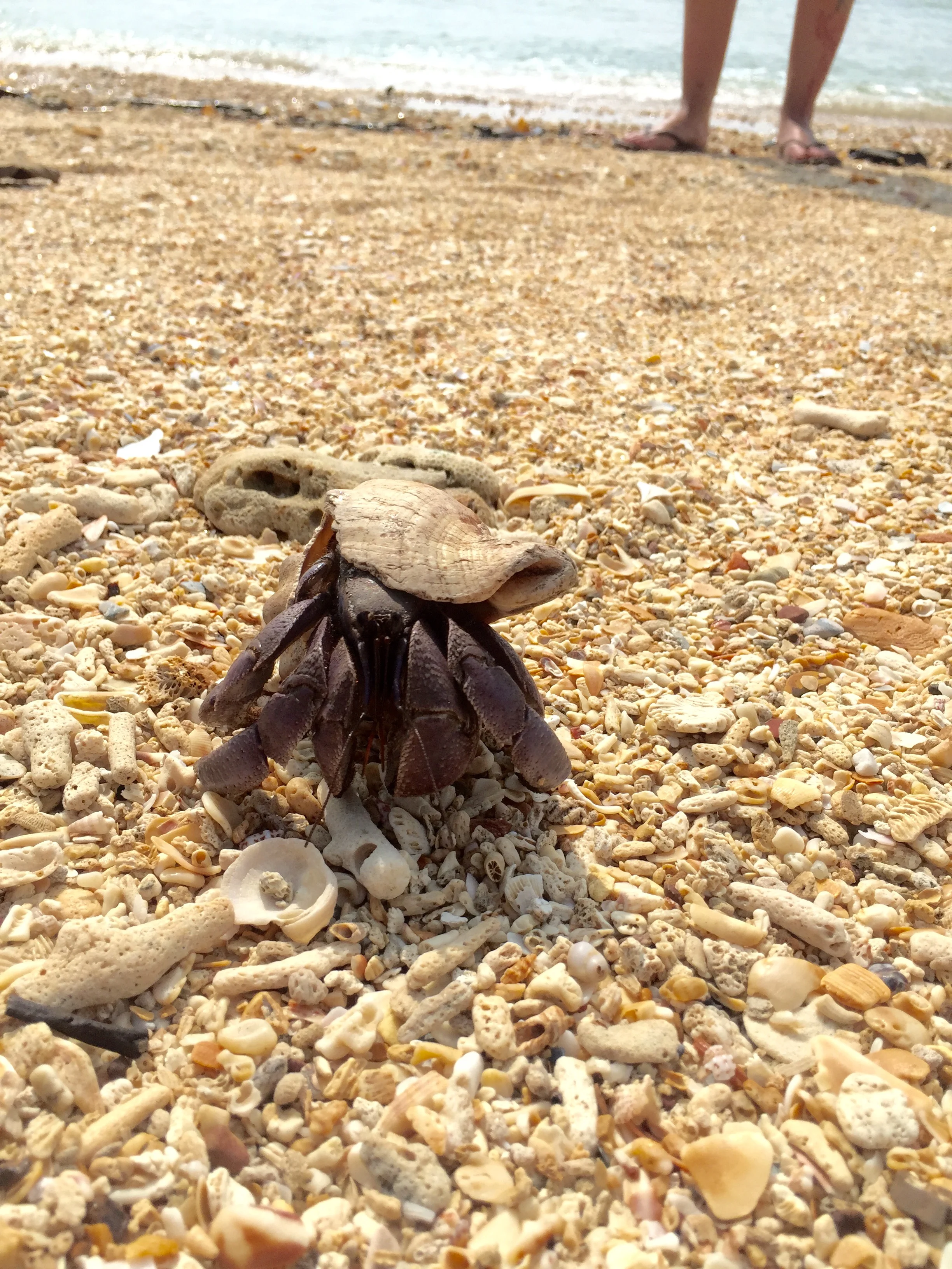 hermit_crab.jpg