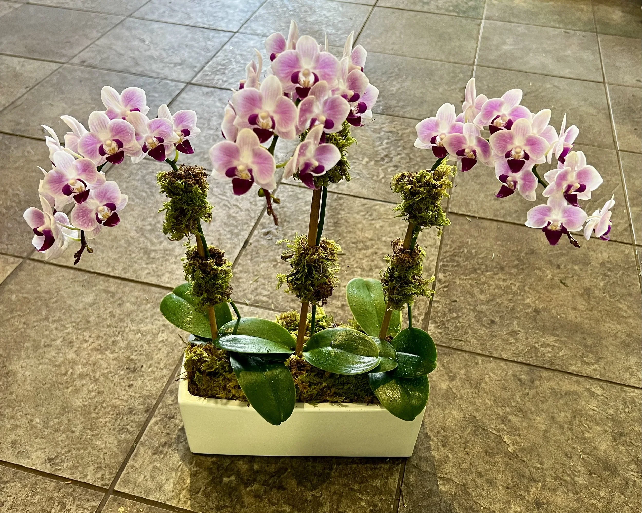 orchid2.webp