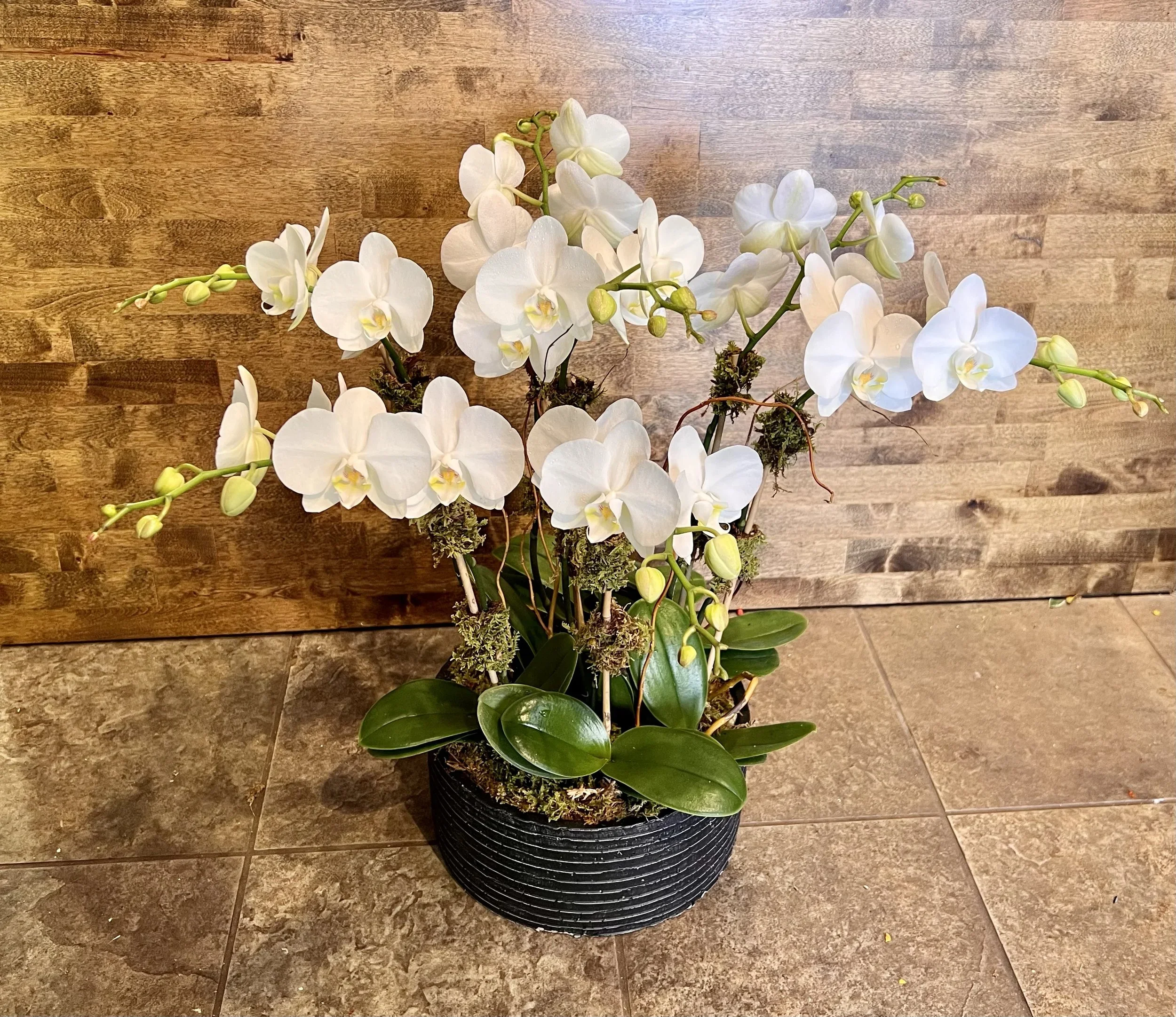 orchid1.webp