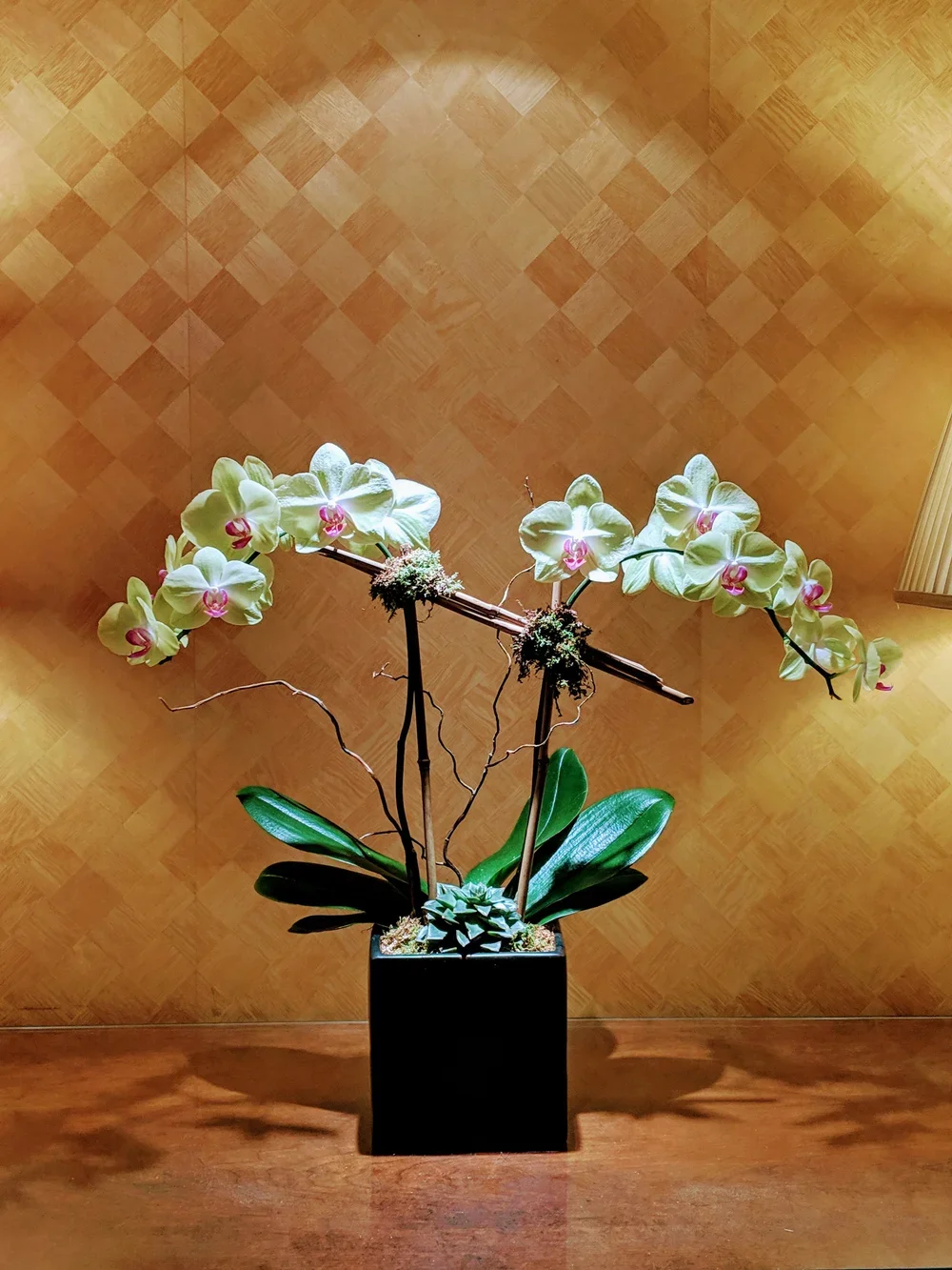 orchid6.webp