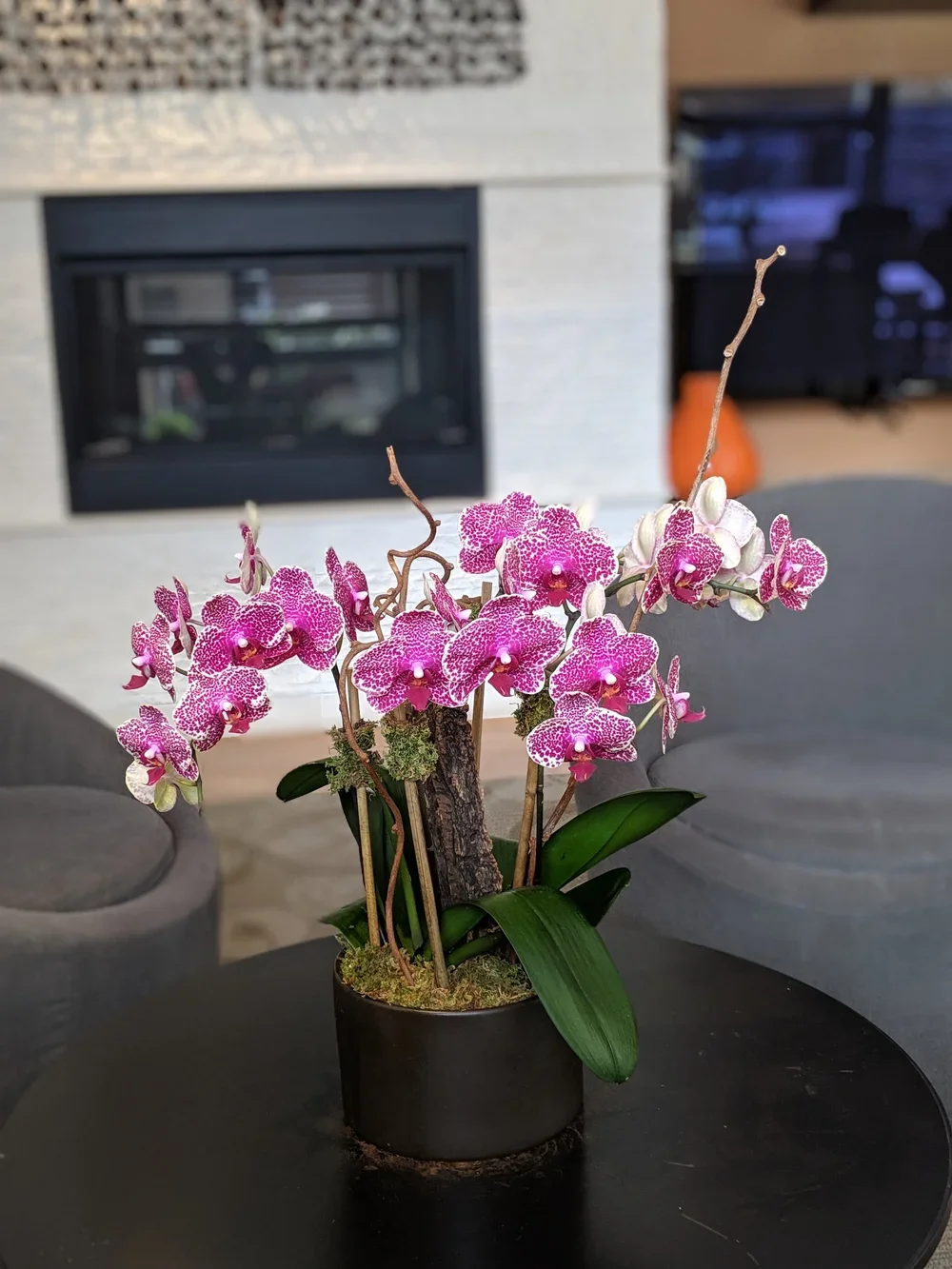 orchid5.webp