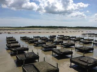 EAST DENNIS OYSTER FARM - C.C. - MASSACHUSETTS