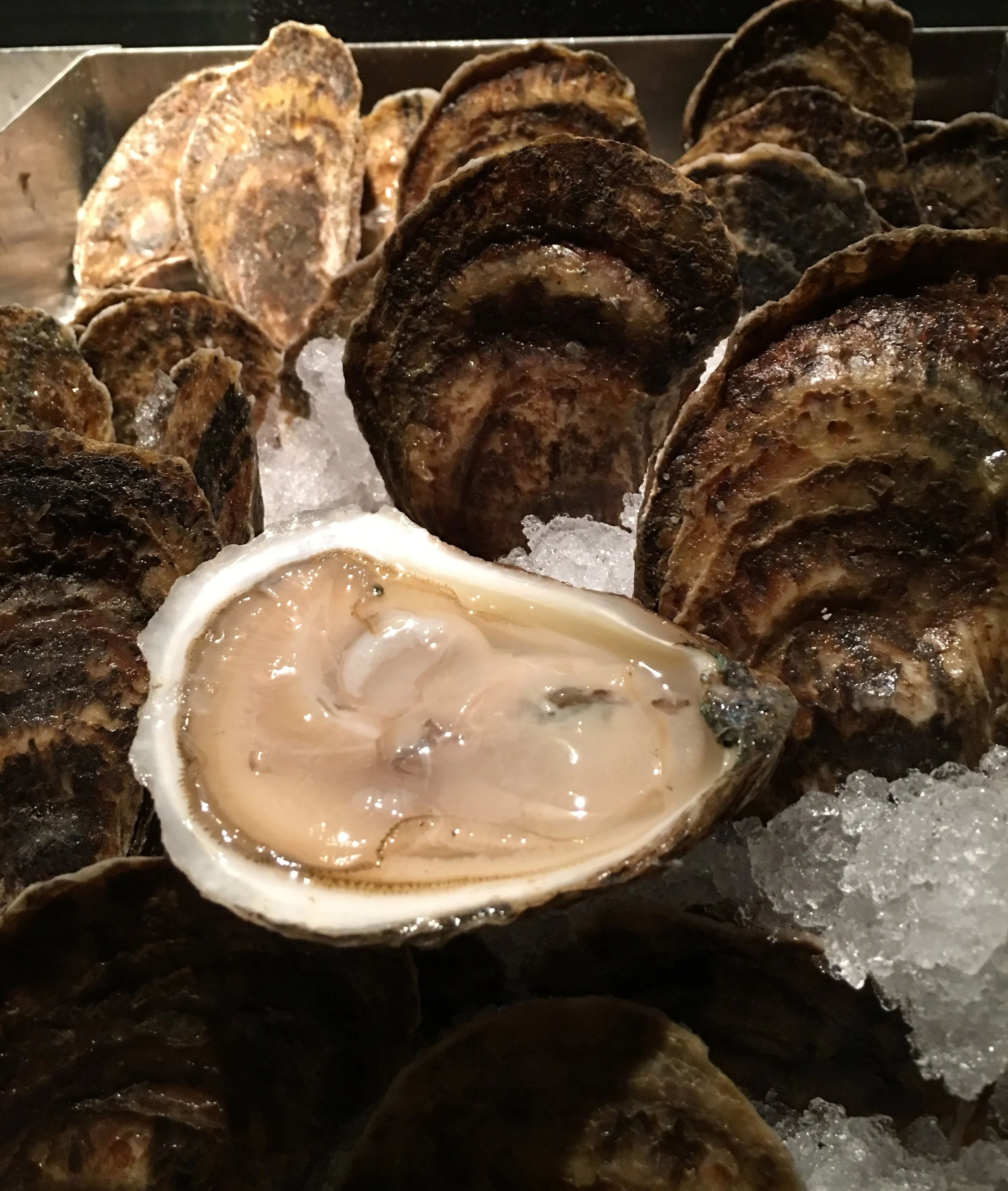 pemequid_oyster.jpg