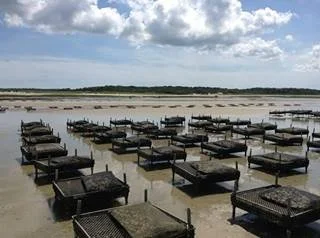 East Dennis Oyster Farm.jpg