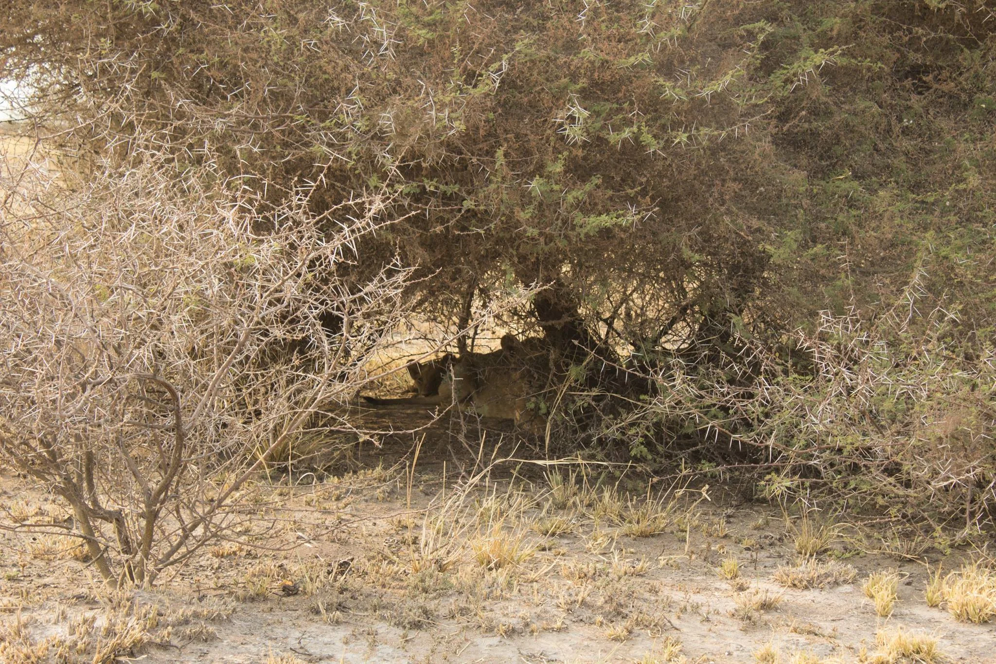 Lion cubs resting in the shade.
