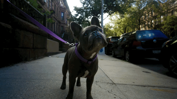 Just Fred - camera attack-high.gif