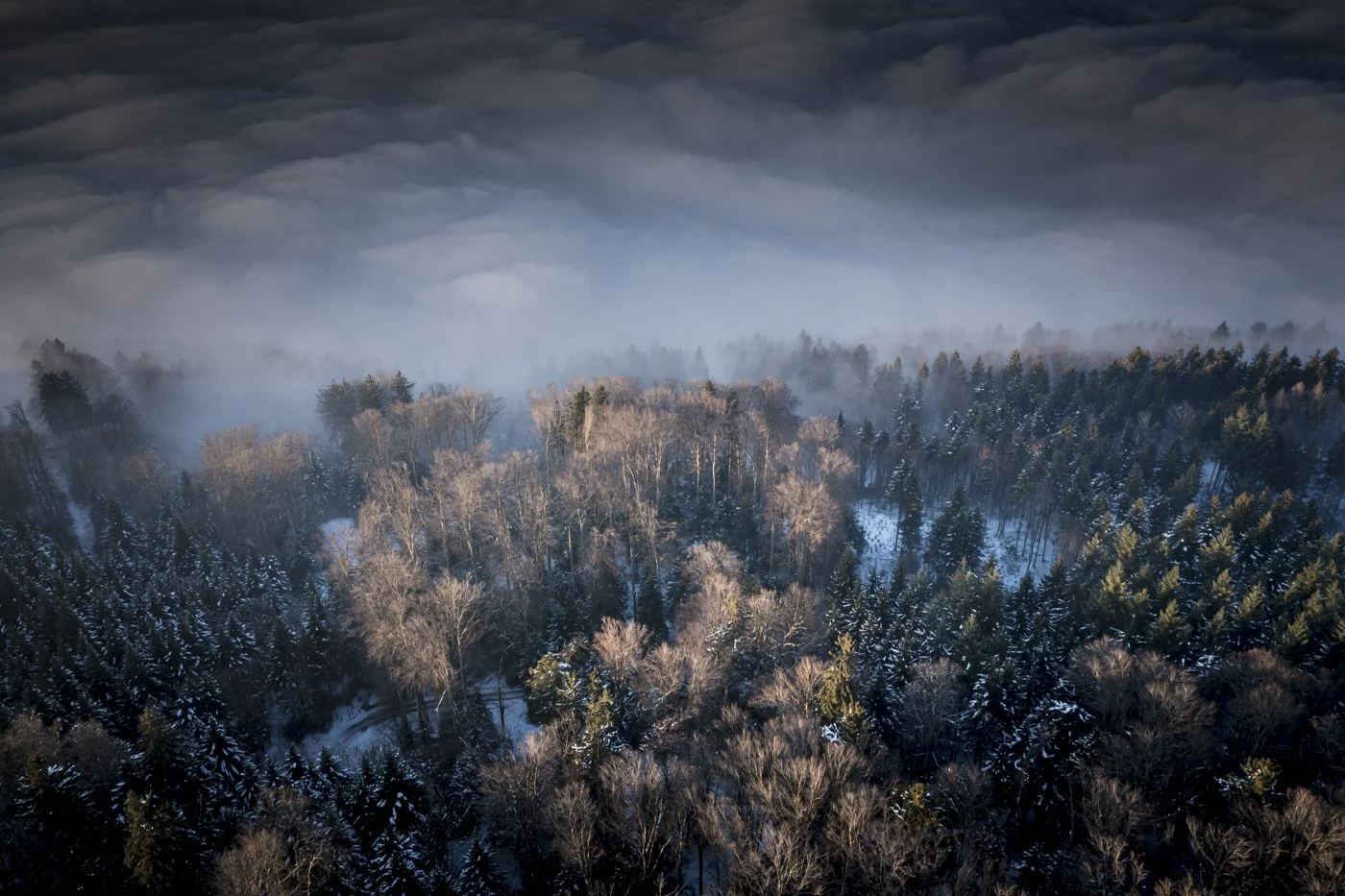 Nebelwald-1.jpg