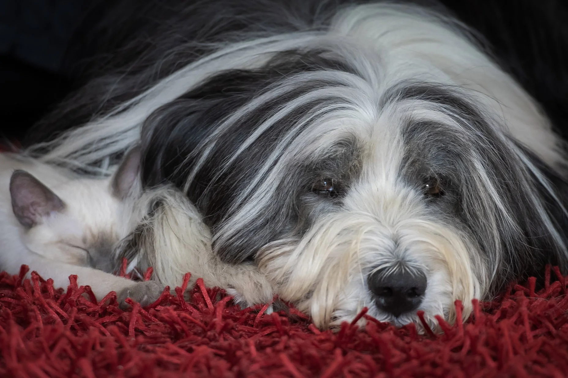 MomoKenzo mittel.jpg