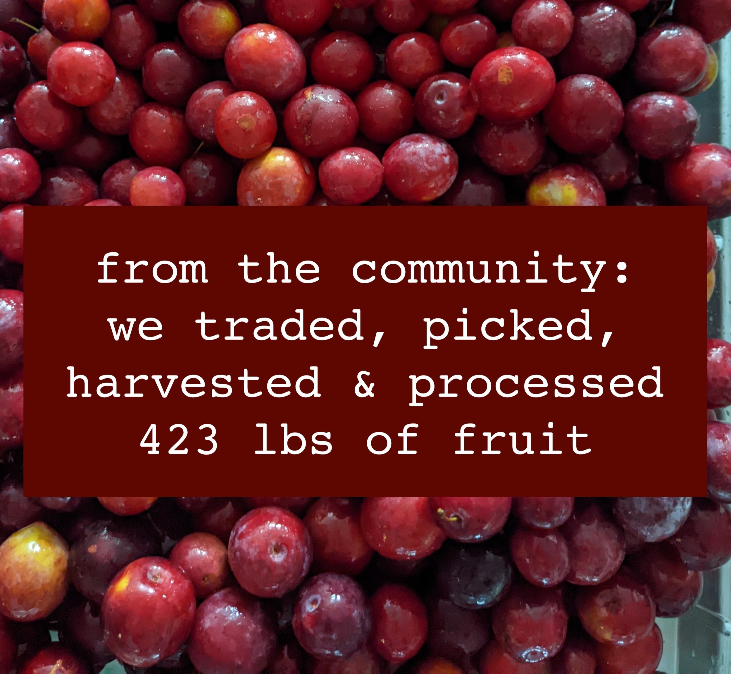  from the community we traded, picked, harvest and processed 423 pounds of fruit - rhubarb, sour cherry, plum, tomato, grape 