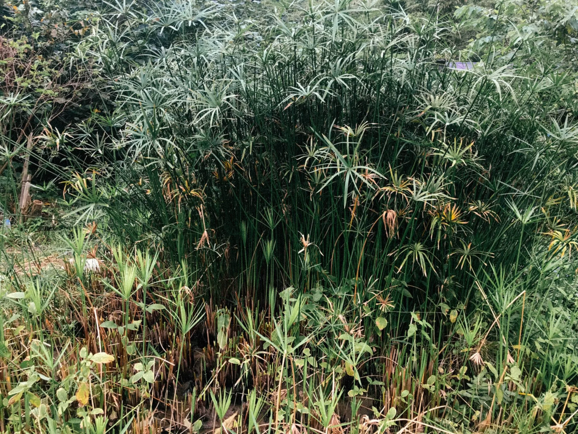 Arik: 最困難的是在砍輪傘草遇到其他植物糾纏的時候。因為其實田裡不只有輪傘草還有其他植物像小花蔓澤蘭就會纏繞在輪傘草上,如果不小心就會折斷輪傘草,就會損失一部分的草量。 最難忘的是,連夜趕著剖草然後隔天一早56點起床砍草,下午再去一趟。連續著幾天過著很充實的部落婦女生活!