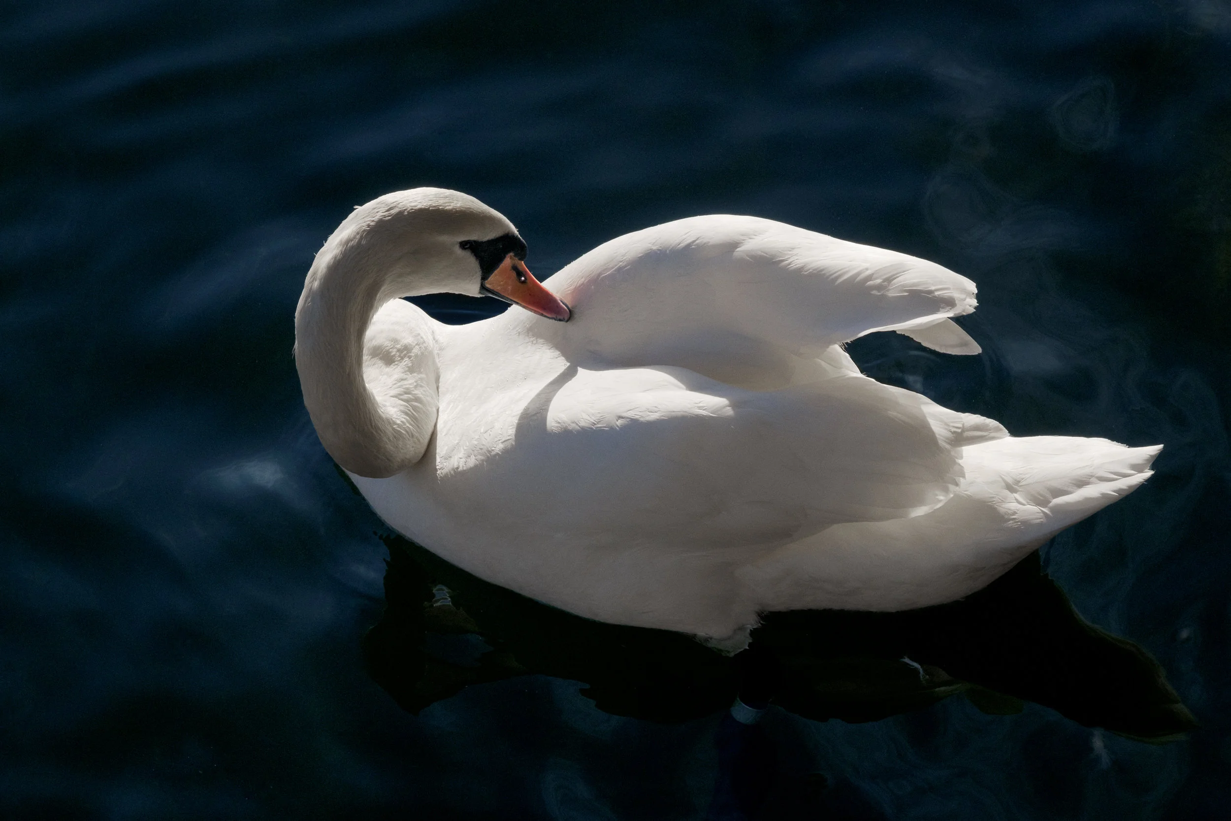 DSCF5418.jpg