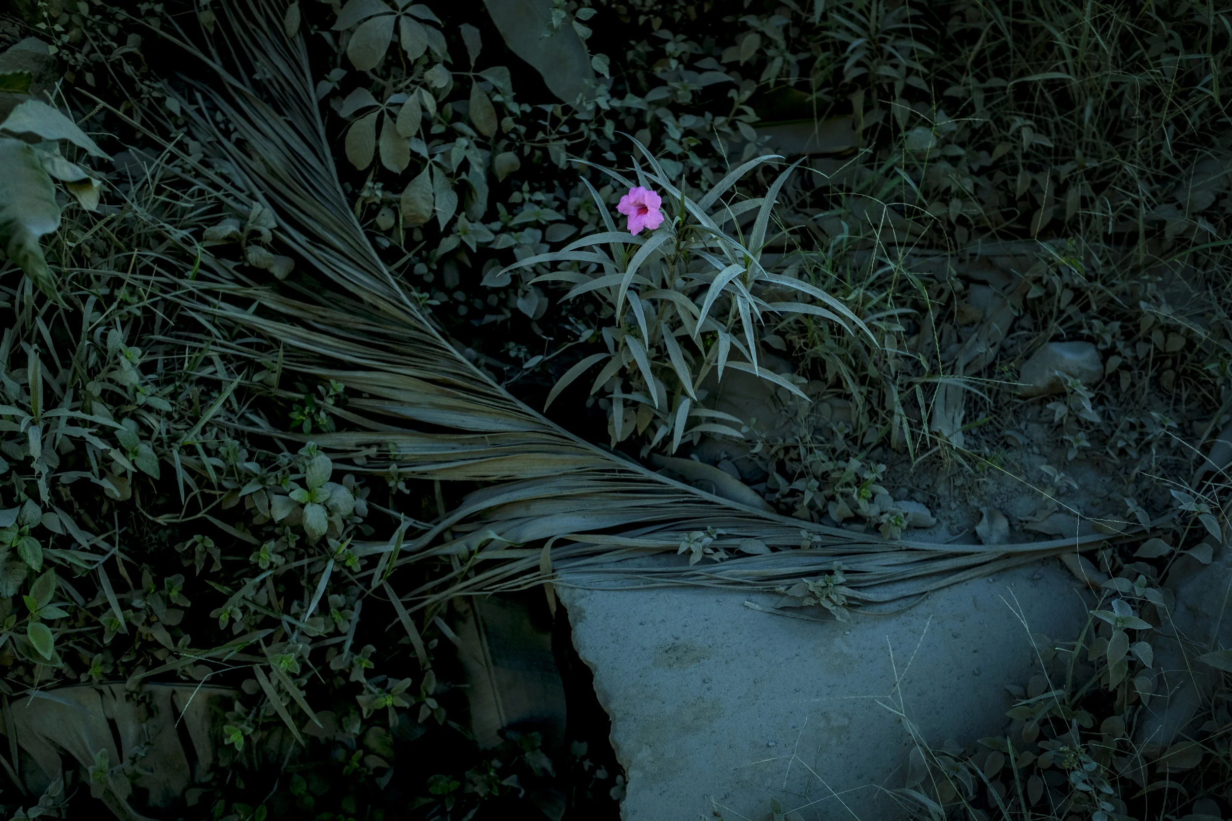 DSCF8520.jpg