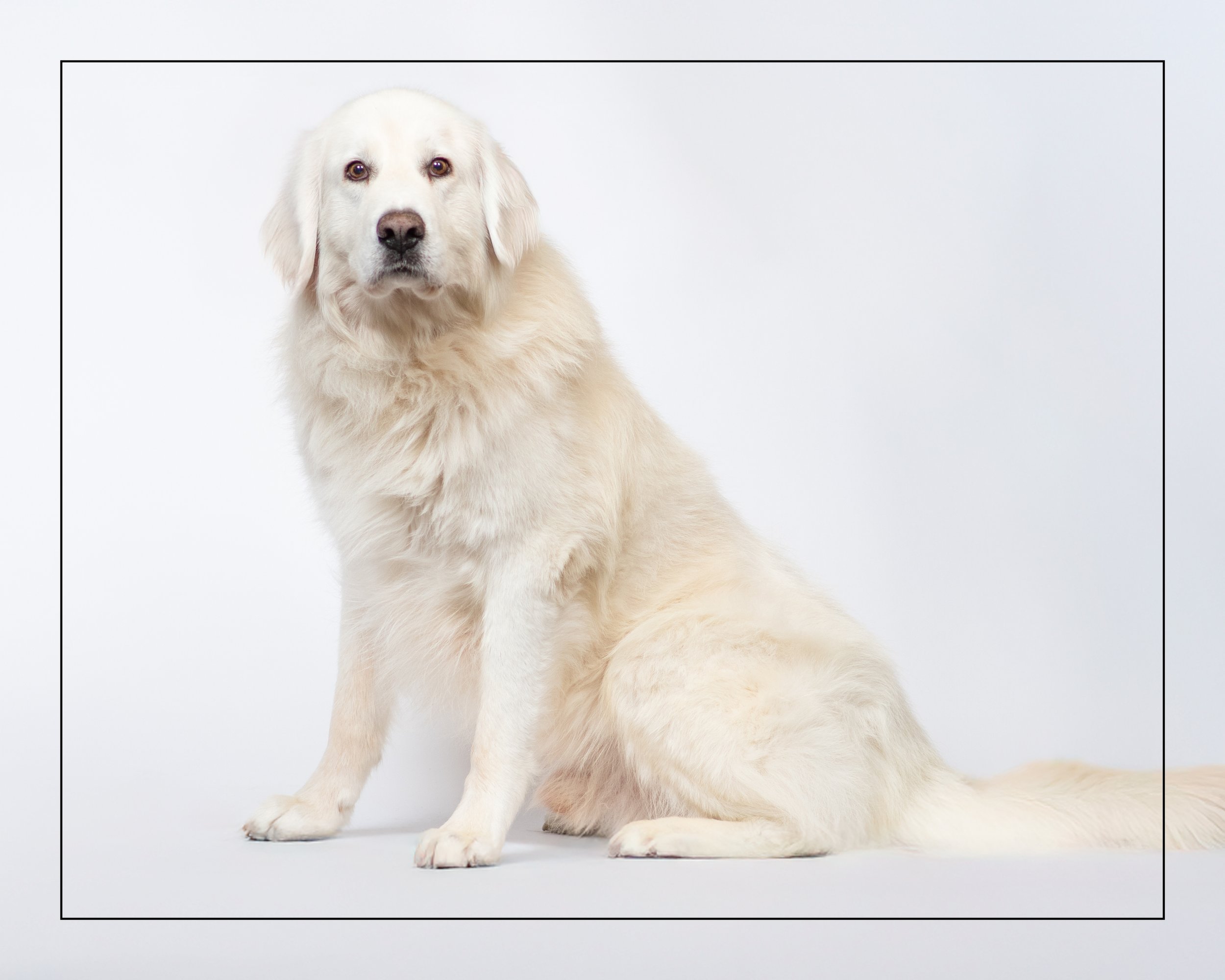 Noah — Dog Tales Rescue and Sanctuary